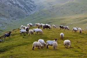 Открытка: Овечки на холме