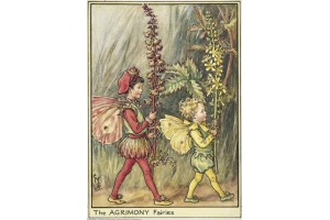 Открытка: Agrimony Fairies