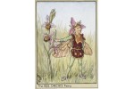 Открытка: Bee Orchis Fairy