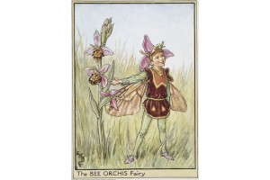 Открытка: Bee Orchis Fairy