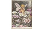Открытка: Candytuft Fairy
