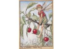 Открытка: Cherry Tree Fairy