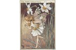 Открытка: Narcissus Fairy