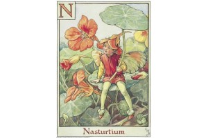 Почтовая открытка Nasturtium Fairy