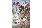 Открытка: Rose Hip Fairy