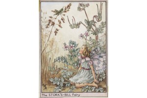 Открытка: Stork's-Bill Fairy