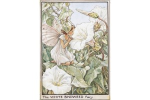 Открытка: White Bindweed Fairy