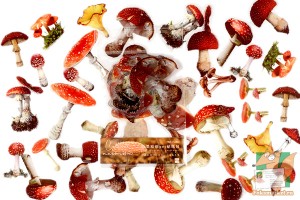 Наборы из 40 прозрачных наклеек: Грибочки