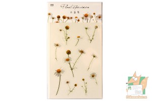 Набор наклеек: Гербарий ромашки