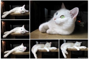 Открытка: Белоснежка