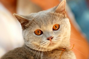 Открытка: Кот с рыжими глазами