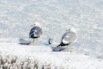 Открытка: Чайки на льду