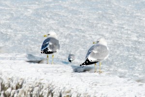 Открытка: Чайки на льду