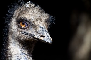 Открытка: Страус