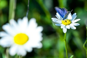 Открытка: Ромашки и бабочка