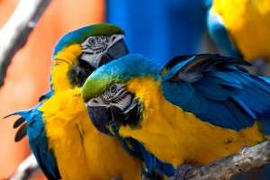 Открытка: Попугаи