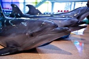 Открытка: Дельфины