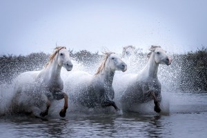 Открытка: Тройка лошадей в воде