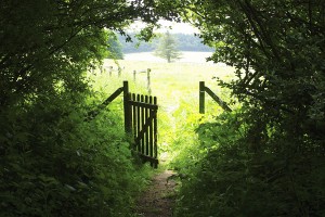 Открытка: Калитка между лесом и полем