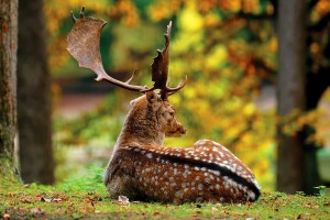 Открытка: Отдыхающий олень