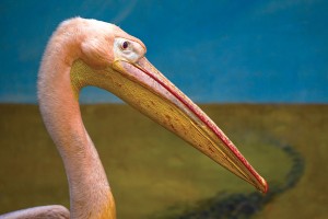 Открытка: Пеликан