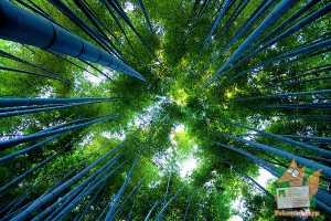 Открытка: Величественный бамбук