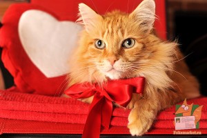 Открытка: Кот с красным бантом