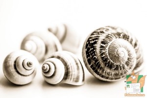 Открытка: Улитки в чб