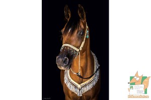 Открытка: Арабский жеребец