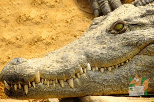 Открытка: Оскал крокодила