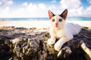 Открытка: Кошка на пляже