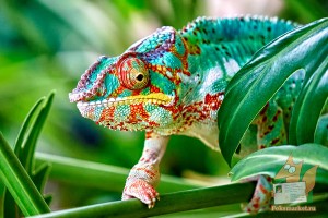 Открытка: Хамелеон