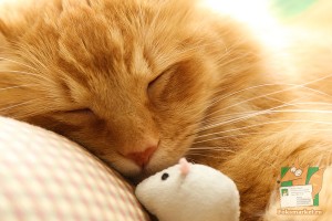 Открытка: Сон Рыжика