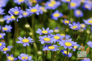 Открытка: Голубые ромашки