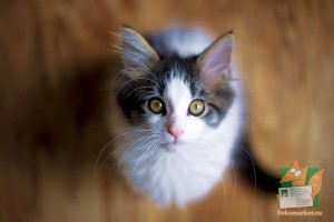 Открытка: Котик ждёт