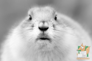 Открытка: Серый кролик