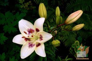 Почтовая открытка №128