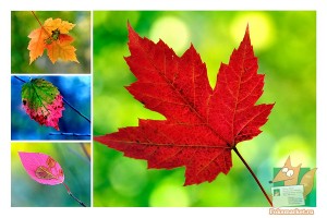 Почтовая открытка №172