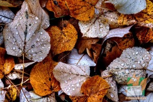 Почтовая открытка №178