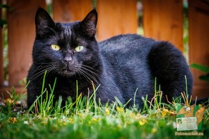 Почтовая открытка №181