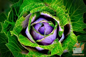 Почтовая открытка №184