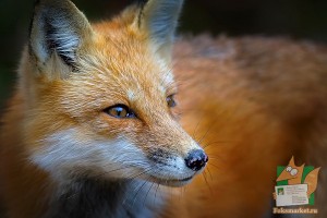 Почтовая открытка №185