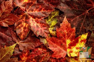 Почтовая открытка №190