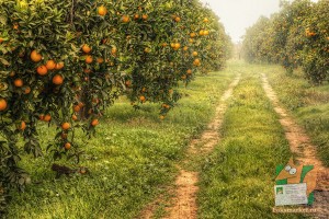 Почтовая открытка №195