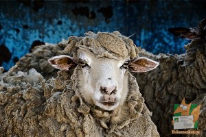 Почтовая открытка №196