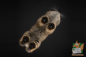 Почтовая открытка №216