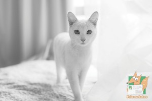 Почтовая открытка №223