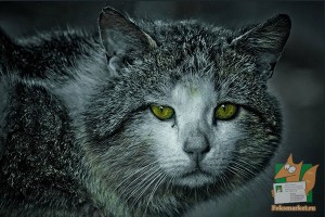 Почтовая открытка №23