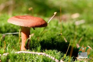 Почтовая открытка №68