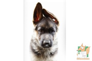 Почтовая открытка №77